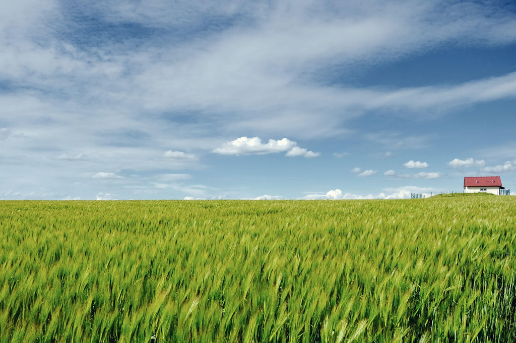campo