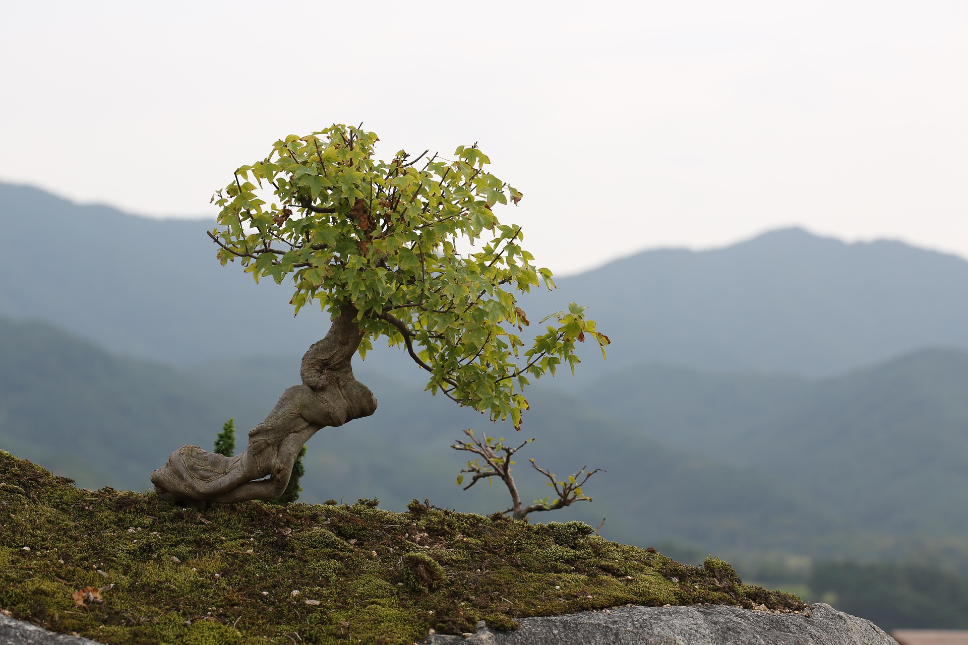 jeon58-bonsai-2910210_1920